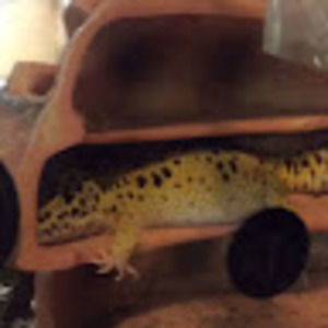 Meet your Posher, Connor